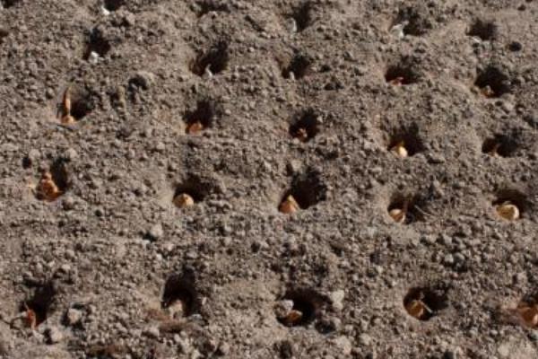 勁駝復合肥是哪產的