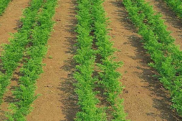 勁駝復合肥是哪產的