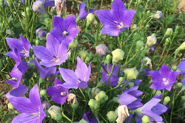 桔梗的種植季節(jié)和方法