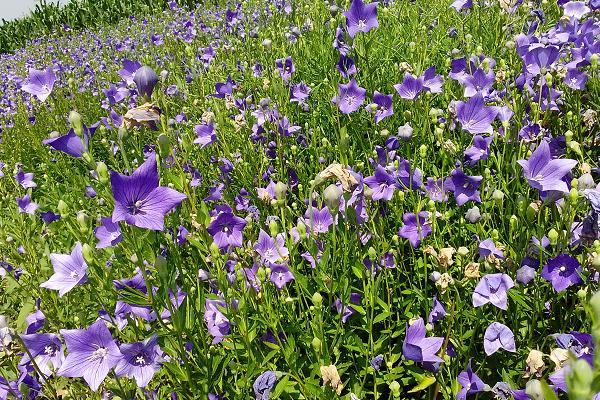 桔梗的種植季節(jié)和方法