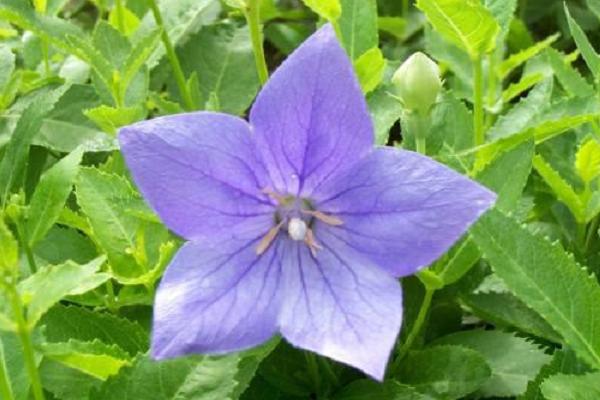 桔梗的種植季節(jié)和方法