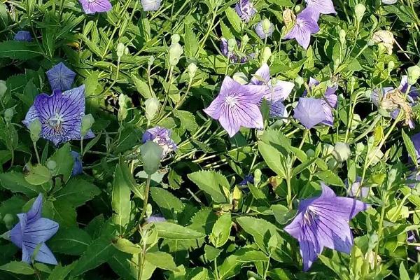 桔梗的種植季節(jié)和方法