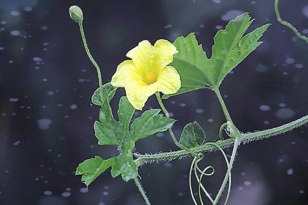 苦瓜種植時間及技術要點