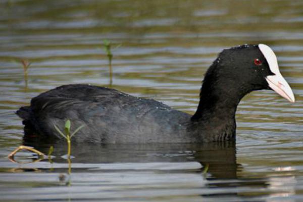 白骨頂雞大約多錢一只
