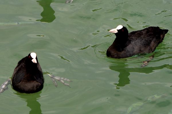 白骨頂雞大約多錢一只