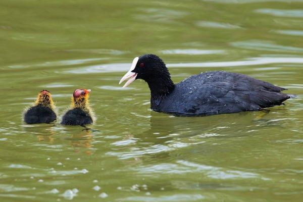 白骨頂雞大約多錢一只