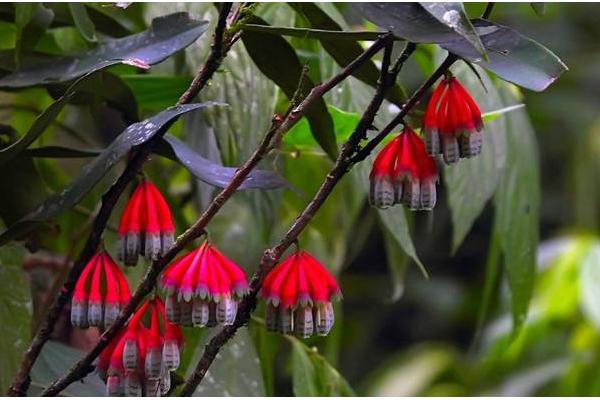 樹蘿卜養殖方法如下