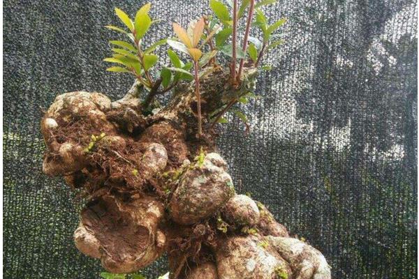 樹蘿卜養殖方法如下