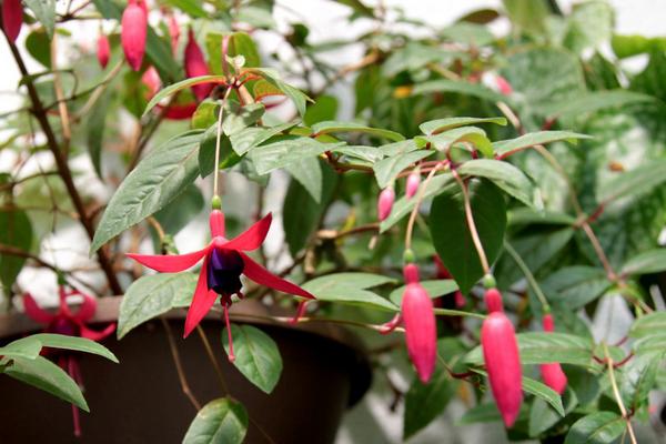 樹蘿卜養殖方法如下