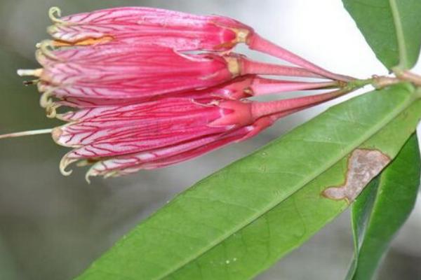 樹蘿卜養殖方法如下