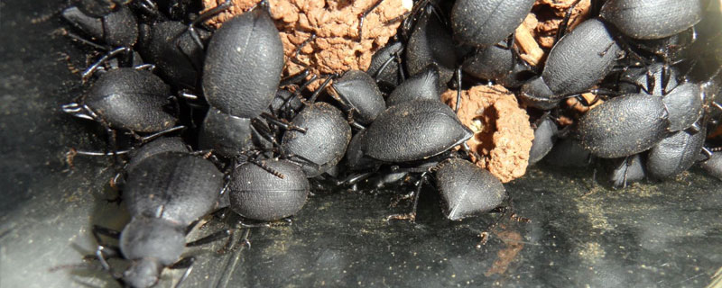 四川適合養殖什么？制作中藥材