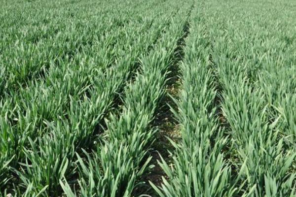 硝硫基復合肥適用范圍