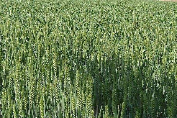 硝硫基復合肥適用范圍