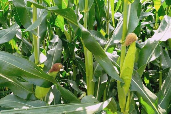 硝硫基復合肥適用范圍