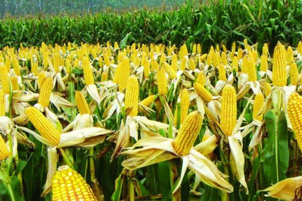 硝硫基復合肥適用范圍