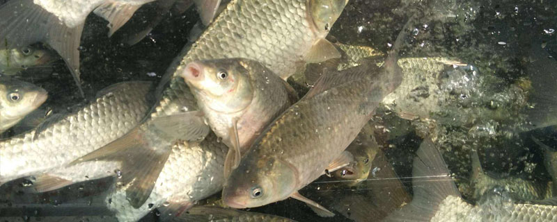 鯉魚的養殖技術和密度，池塘日常管理很重要