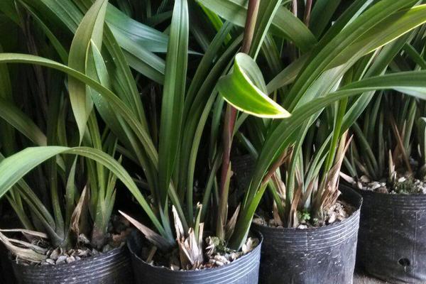 墨蘭的養(yǎng)殖方法和澆水