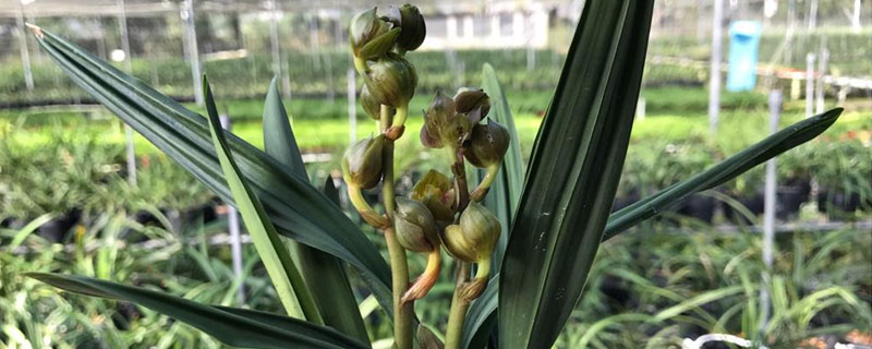 墨蘭的養殖方法和澆水，施肥宜淡忌濃，澆水根據季節調整