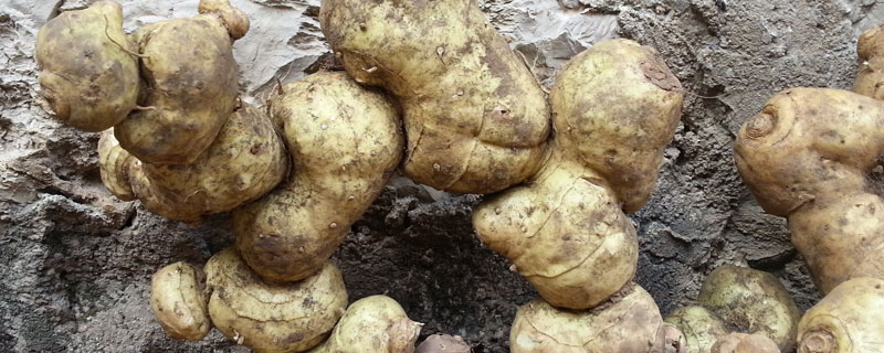 種植黃精幾年才可以收?根莖繁殖1至2年,種子繁殖3至4年