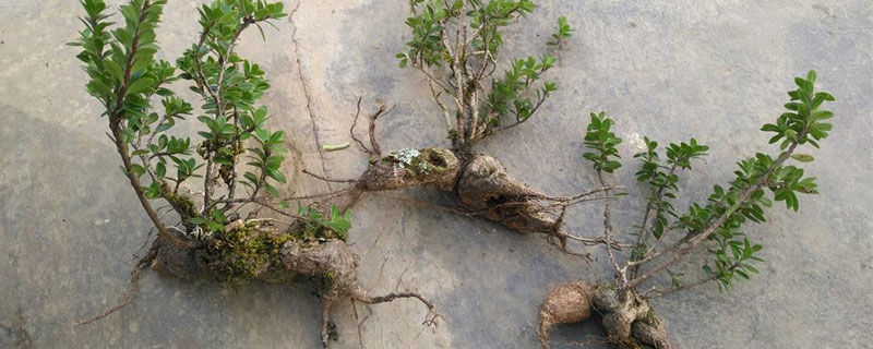 樹蘿卜養殖方法如下,澆水需澆透且不能積水,夏季應停止施肥