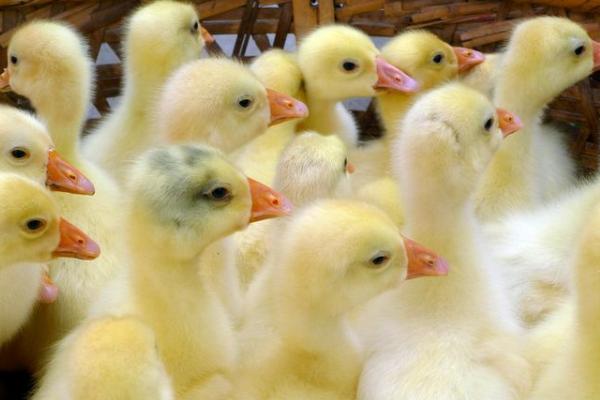 在那里可以買到鵝苗