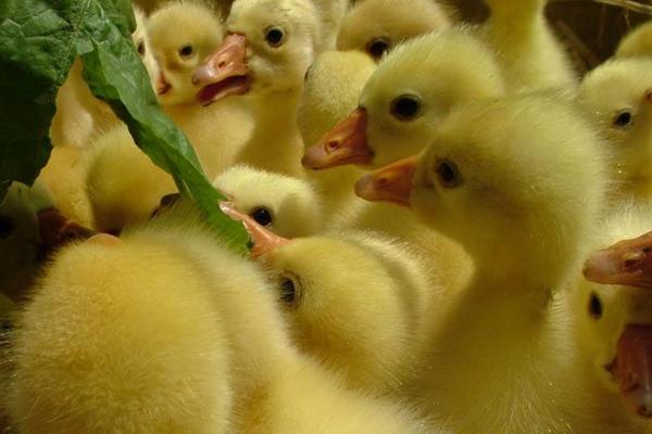 在那里可以買到鵝苗