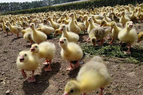 在那里可以買到鵝苗