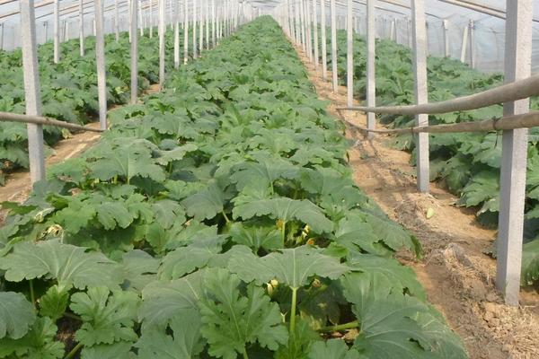 西葫蘆什么時候種植