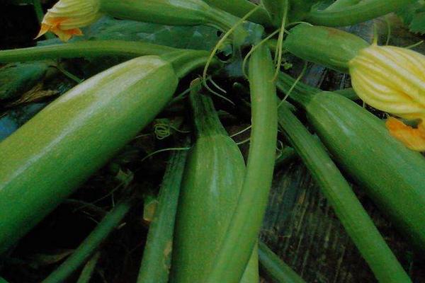 西葫蘆什么時候種植