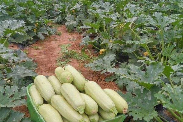 西葫蘆什么時候種植