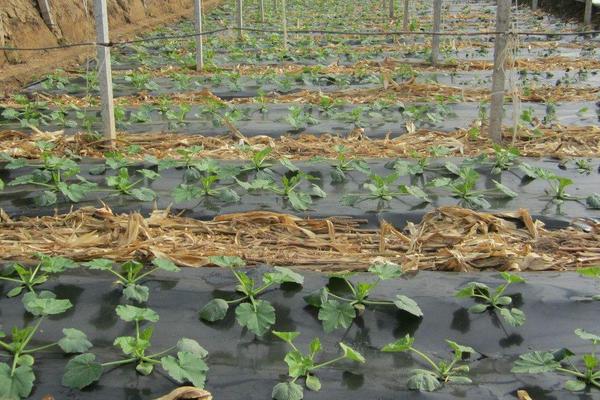 西葫蘆什么時候種植