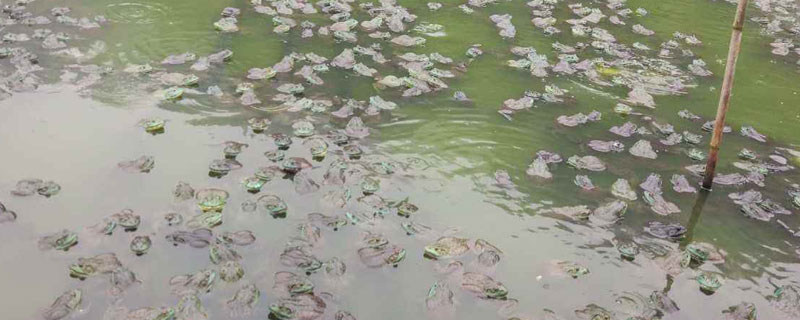 養(yǎng)殖牛蛙污染大嗎？污染很大已禁養(yǎng)（附污水處理方法）