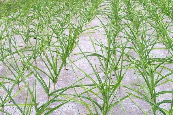 蒜苗種植的科學知識