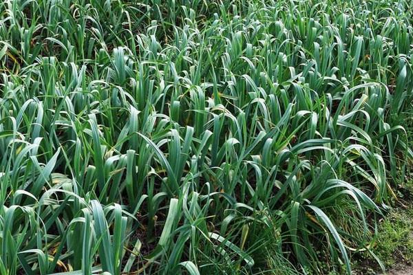 蒜苗種植的科學知識
