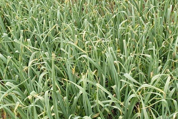 蒜苗種植的科學知識