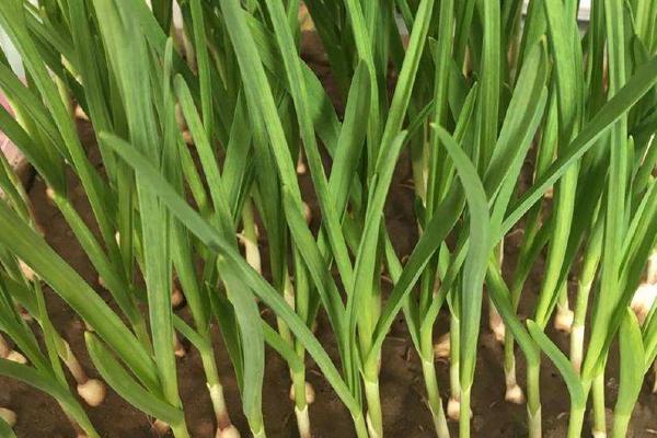 蒜苗種植的科學知識