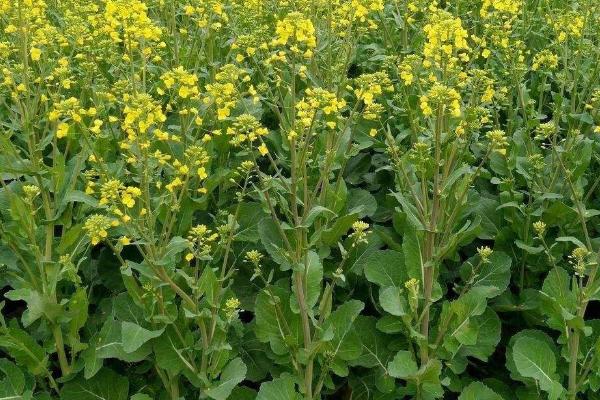 油菜菌核病特效藥