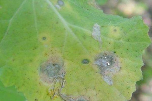 油菜菌核病特效藥