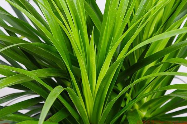 龍須鐵的養(yǎng)殖方法和注意事項(xiàng)