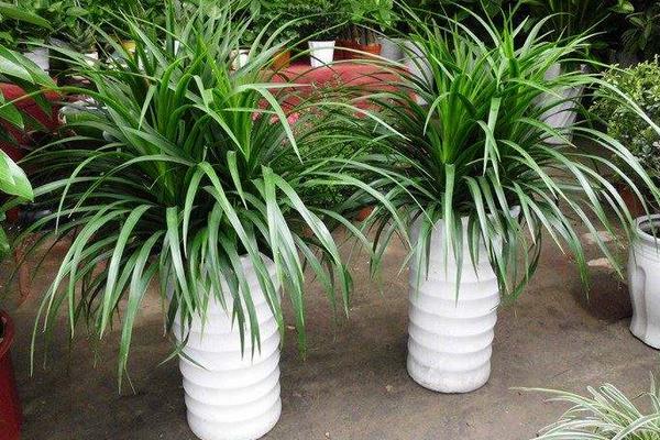 龍須鐵的養(yǎng)殖方法和注意事項(xiàng)