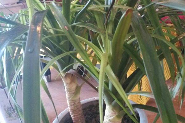 龍須鐵的養(yǎng)殖方法和注意事項(xiàng)