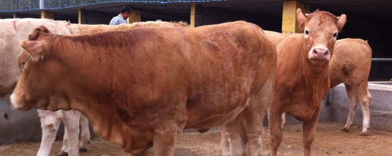 牛保險政策，牛保險怎么理賠（含流程）