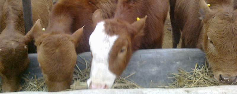 牛健胃用什么藥，4種給牛開胃的藥方