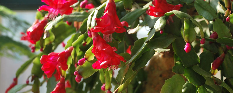 蟹爪蘭的養殖方法與栽培技術，土壤要濕潤