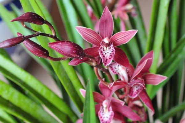 墨蘭的養(yǎng)殖方法和澆水