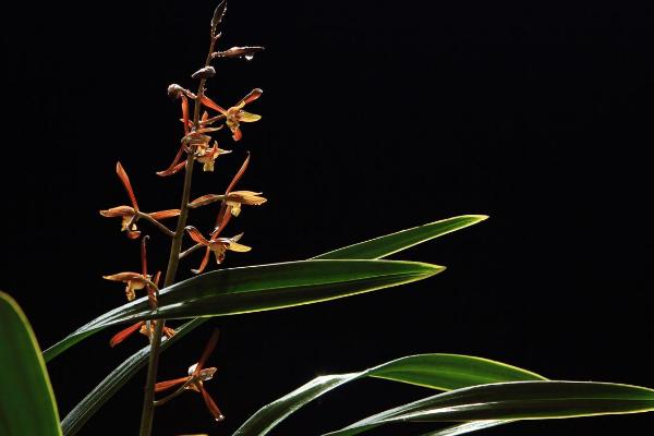 墨蘭的養(yǎng)殖方法和澆水