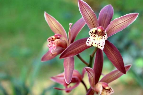 墨蘭的養(yǎng)殖方法和澆水