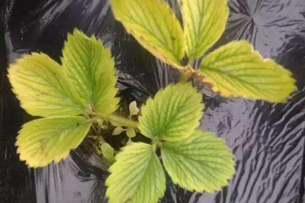 鐵肥對植物的作用是