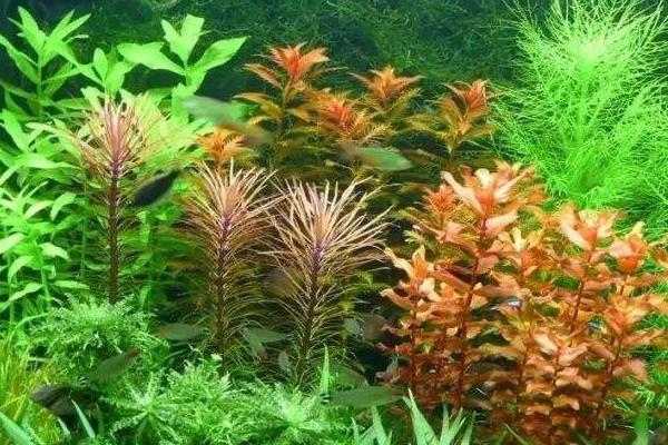 鐵肥對植物的作用是