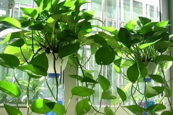 鐵肥對植物的作用是